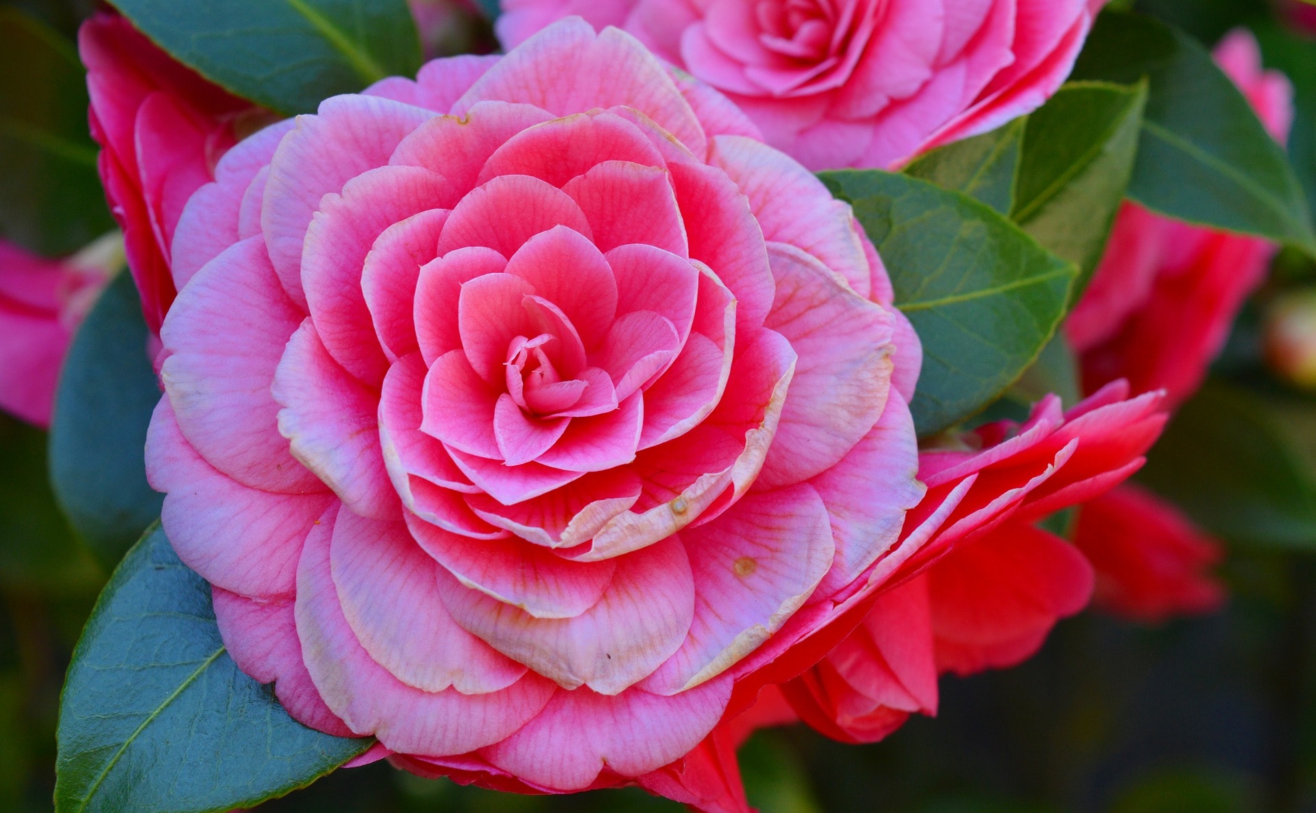 Camelias
