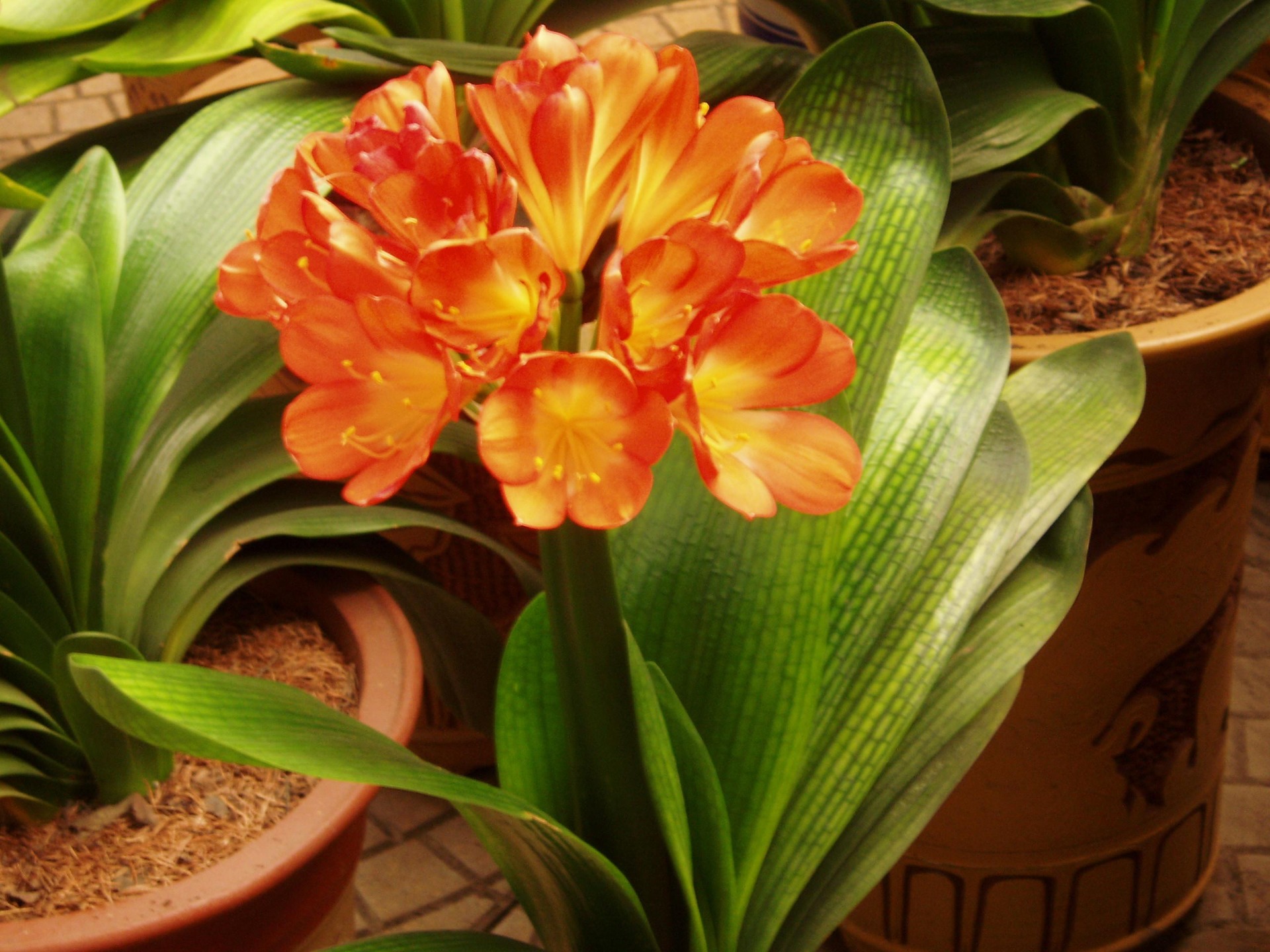 Clivias