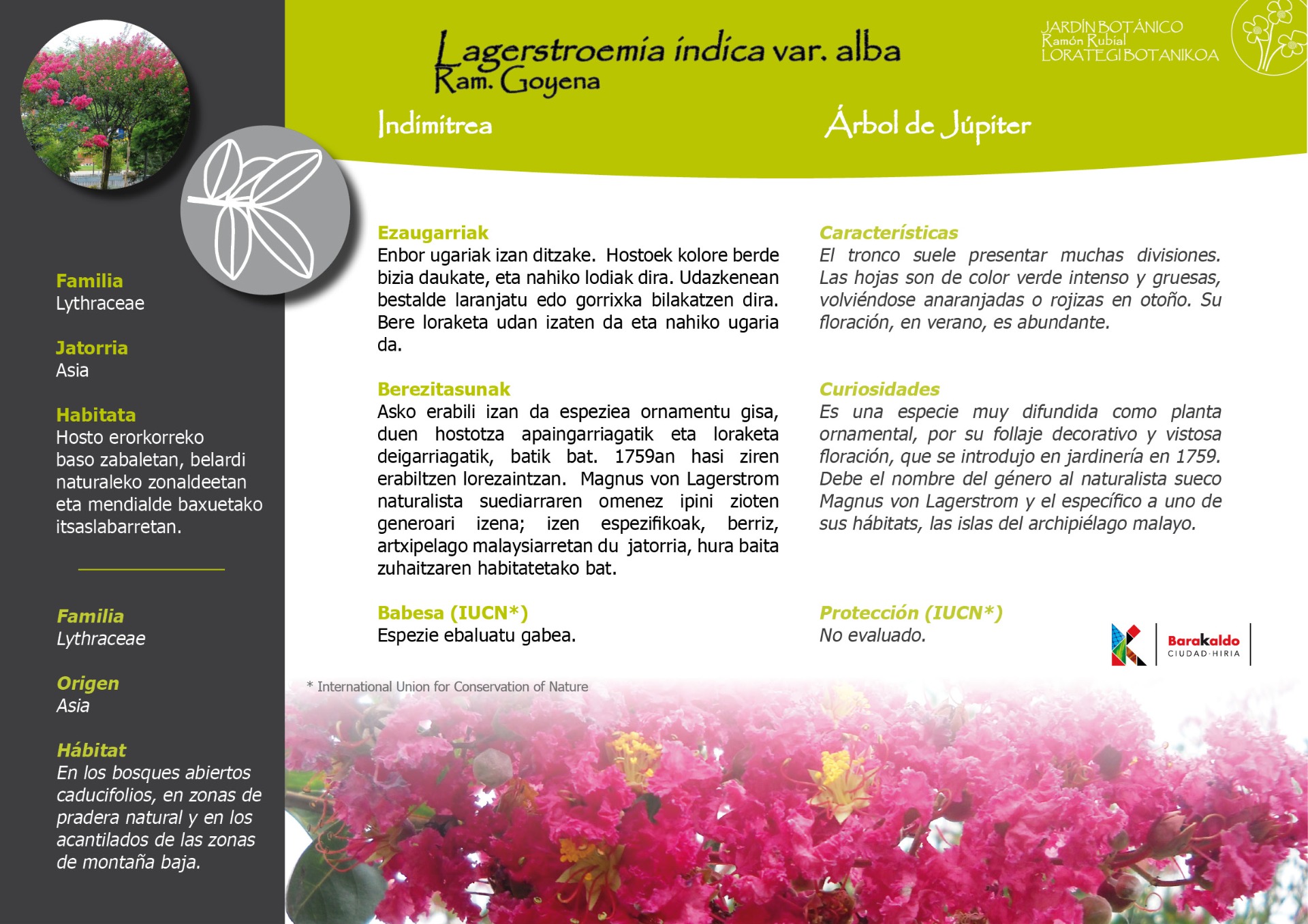 Folleto de Árbol de Júpiter