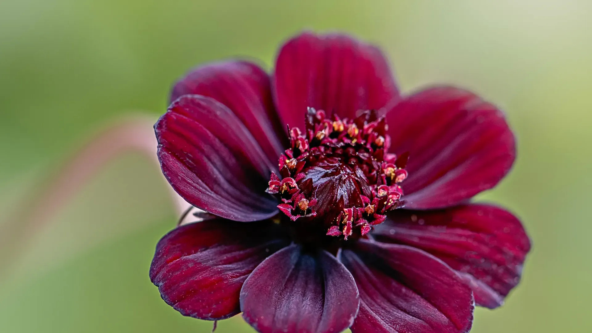 FLOR DEL CHOCOLATE 