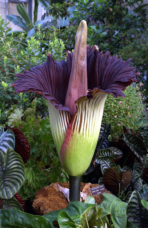 FLOR DEL CADÁVER