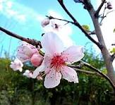 CEREZO JAPONÉS