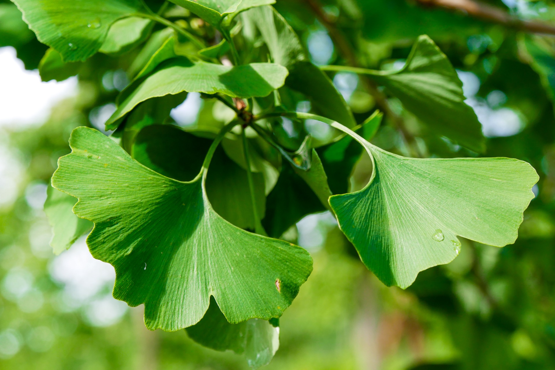 GINKGO