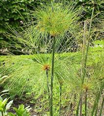 PAPIRO
