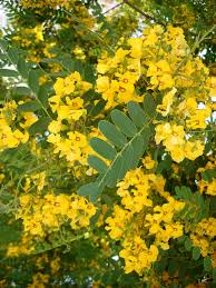 ACACIA AMARILLA