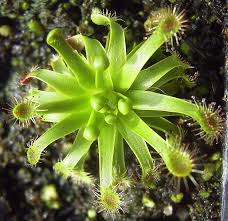 PLANTAS CARNÍVORAS