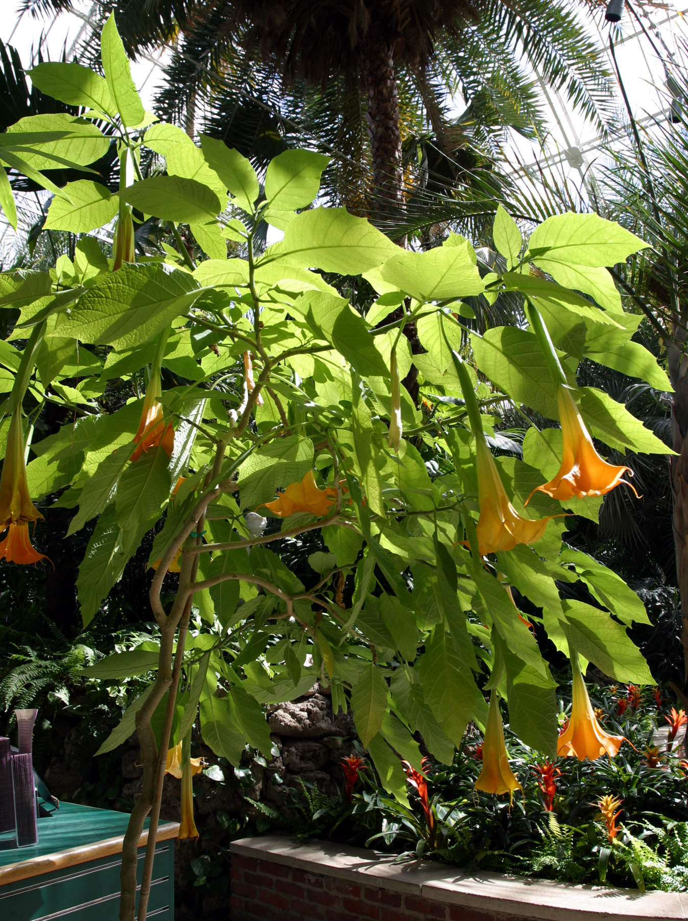 TROMPETILLA DEL DIABLO