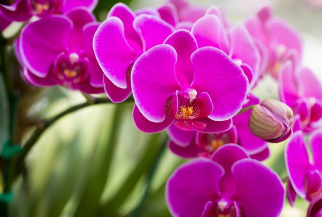 ORQUÍDEAS
