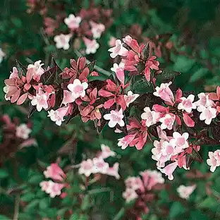 ABELIA