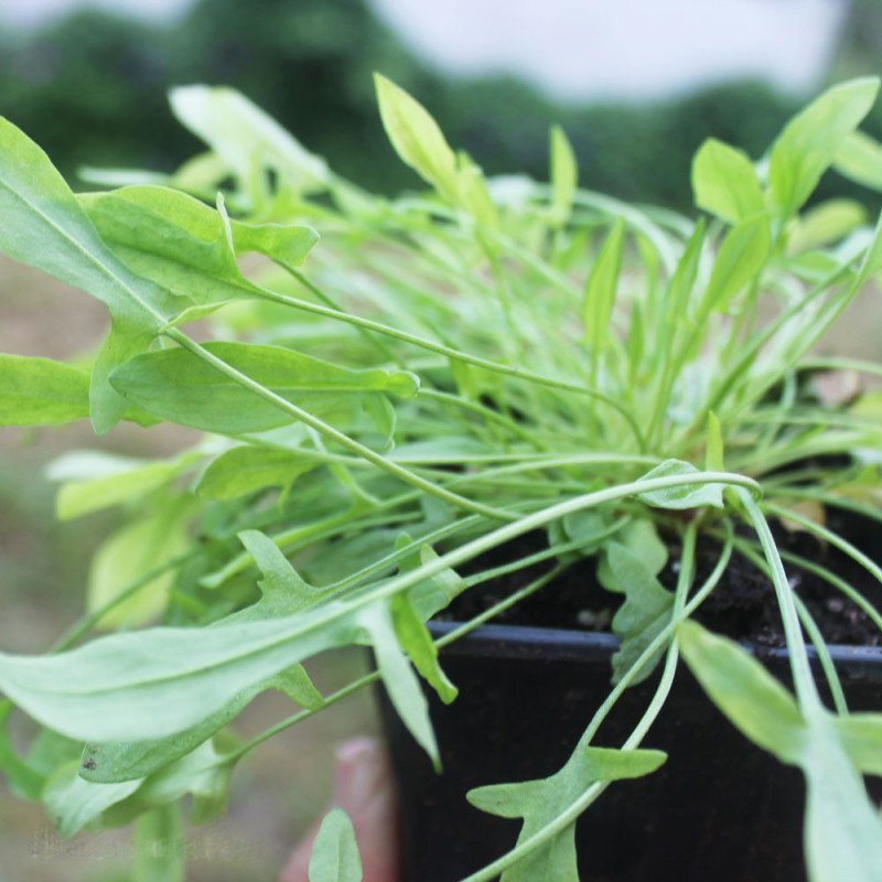 ACEDERILLA DE HOJA ANCHA