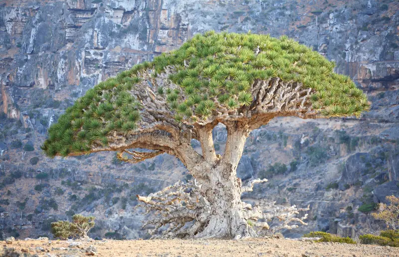 ARBÓL DEL DRAGÓN