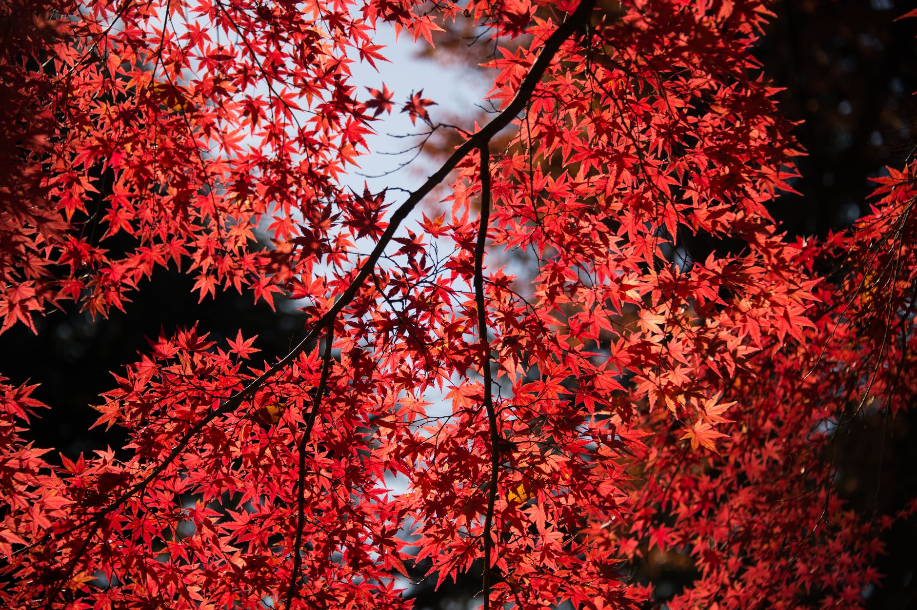 ARCE JAPONÉS DE HOJA ESTRECHA