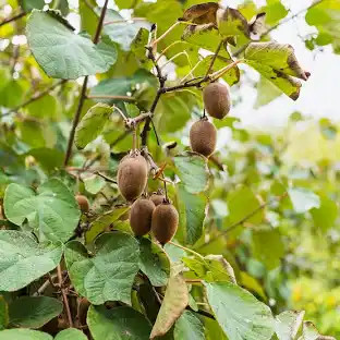 KIWI