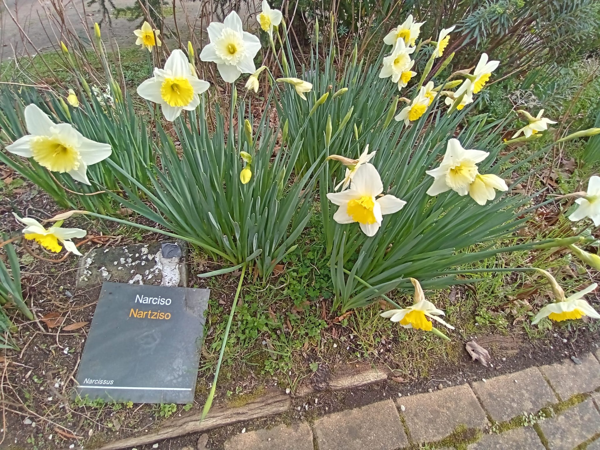 NARCISO