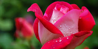 ROSAS