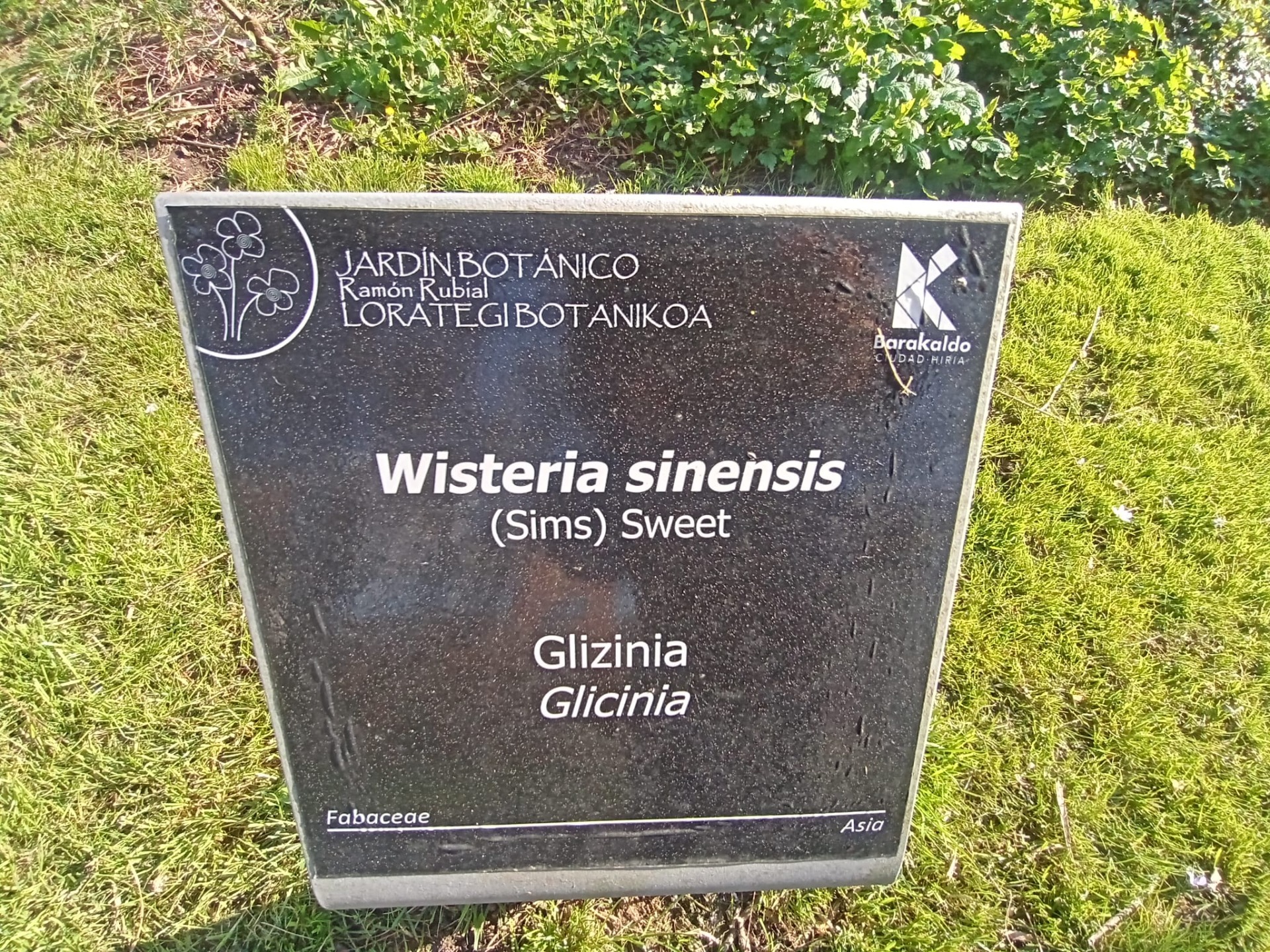 GLICINIA