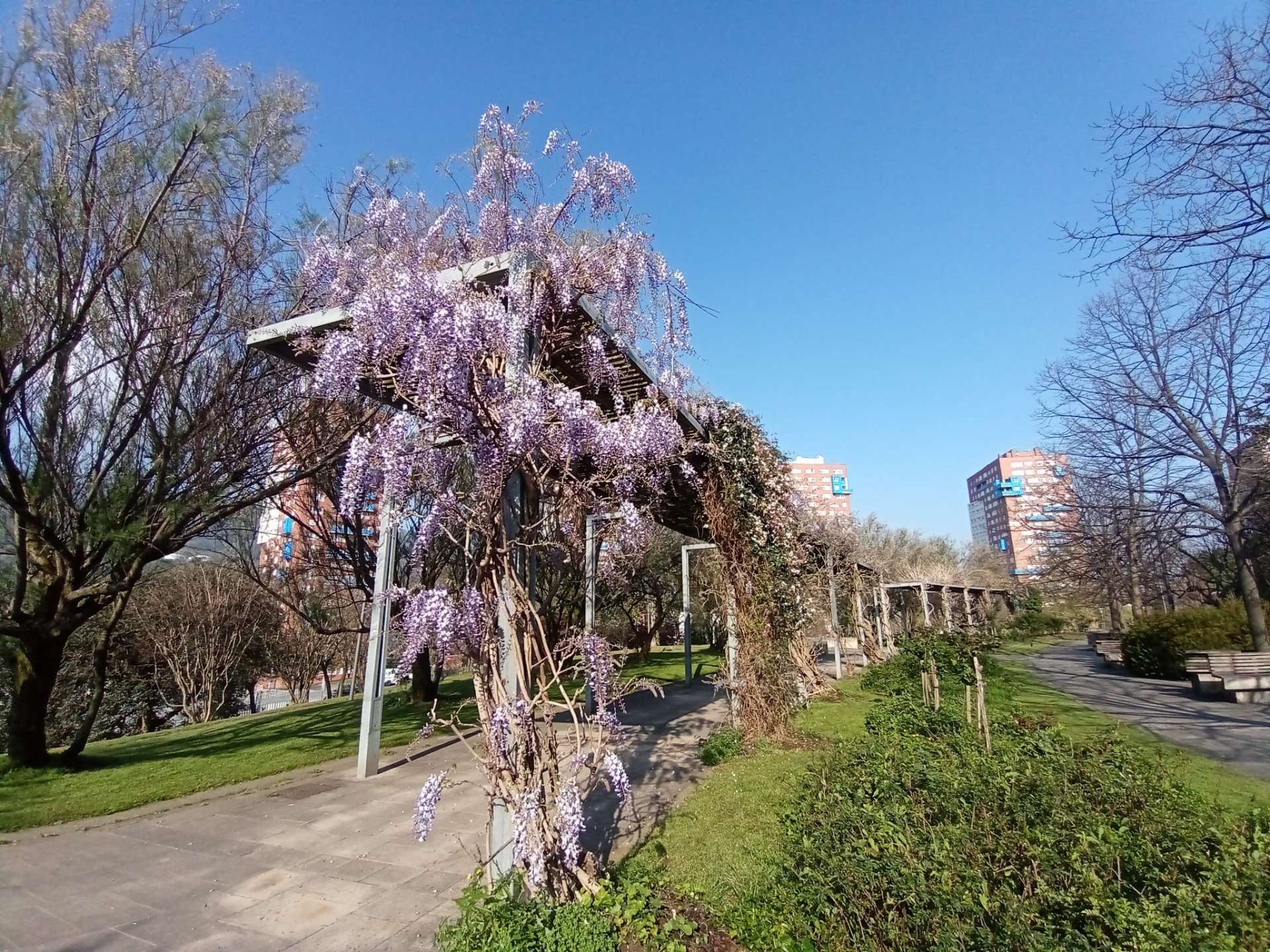 GLICINIA