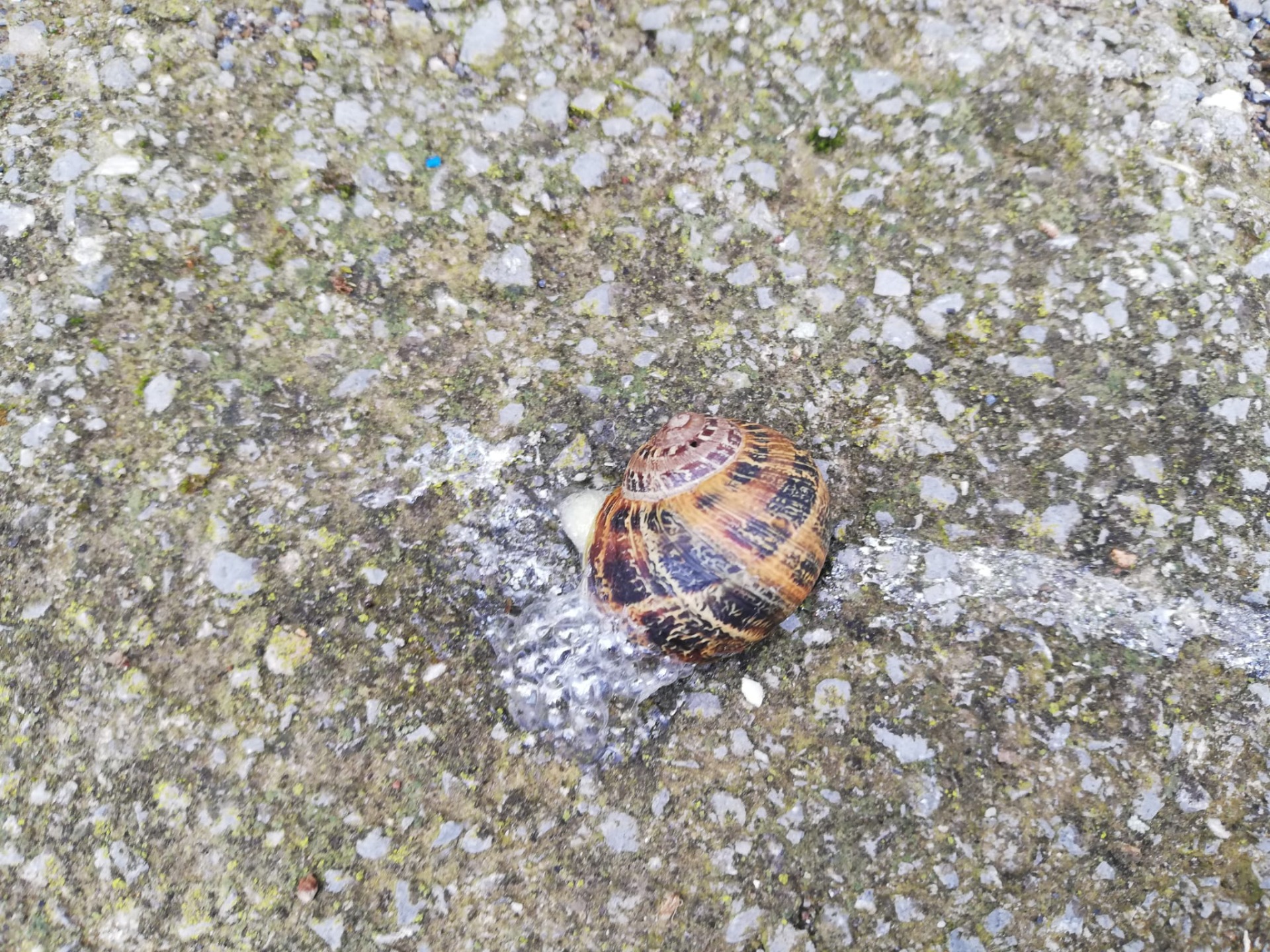 RASTRO PLATEADO DE CARACOL