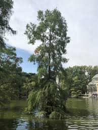 Ciprés de los pantanos o Ciprés calvo (Taxodium distichum)