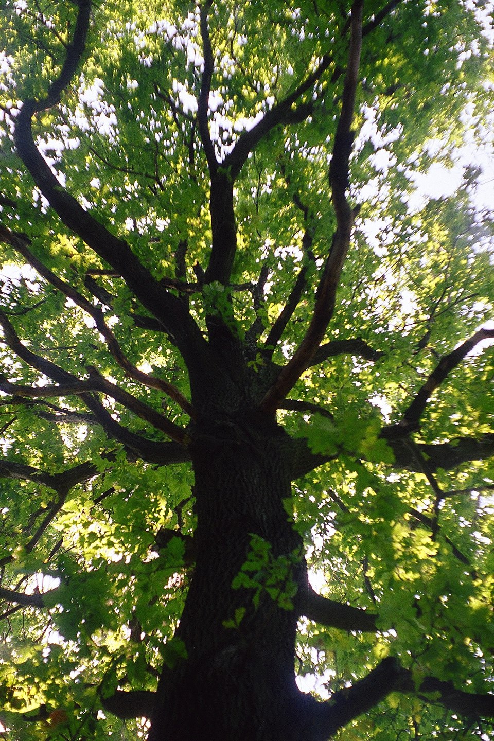 Roble Común (Quercus robur)